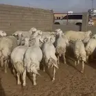 حريات دفيع ومضاريع