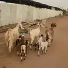 معزا متاويم فاخرة  تحتها خير وبركة