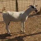 غنم بيشية صنف
