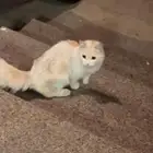 لقيت قط ضايع