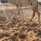 خفوت وبكره