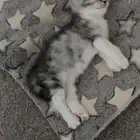 قطو للتبني هملايا