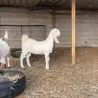 جفار مطورات نوادر