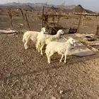رخال بفحلها مقاني