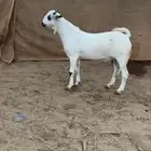 مشروع فحل بيشي