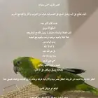 ببغاء