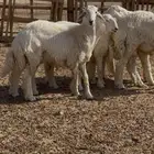 للبيع خرفان