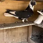 حمام قطيفي للبيع (تم البيع )