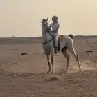 حصان شعبي