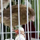 4 فروخ كناري ( تم البيع )