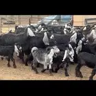 معزا عوارض مطافيل