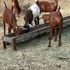4خبيش