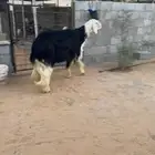 فحل نجدي مشروط النسف خصم ومنتج
