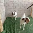 جفره وتيس بورقوت