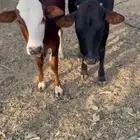حسلان للبيع بلدي