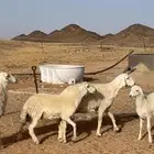 خروف ضحيه