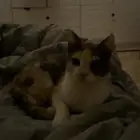 قطه بلديه ضايعه بحي الوسام