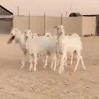 جفار ضرايب مستوا عالي