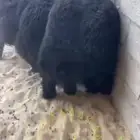 خرفان عرب فاخره