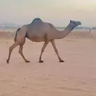 ناقة ساحلية