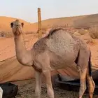 قعودين قصب لباني