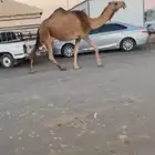 القحاه كفو سنه تو شقه البكر لقه علي وسم ألغيت