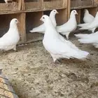 الخرج