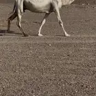 ضريبه وضحا كفو