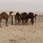 قعدان للبيع طيبه