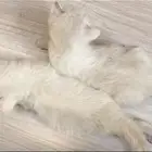 قطط كتن