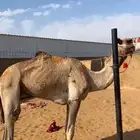 قعود السن جذع سلاله فللل وشكل وركض