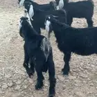 تيوس