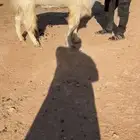 فحل مطور فاخر