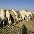 حشو العدد 19