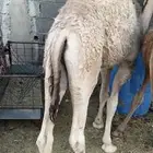 حوار فاخر على حليب