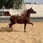 مهر واهو اشقر مذهب