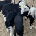 للبيع بهم نجد طليان نجد