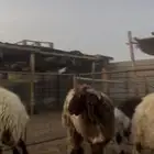 ذبايح نعيم جبر ولباني