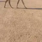 للبيع الشقحى الكفووو