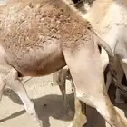 حشوان مفاريد كفو