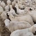 مندوب كباش رفيدي