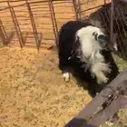خروف