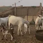 ماعز بيشيات للبيع عدد 69 راس