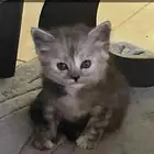 قطه صغيره للبيع