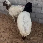 خروف ورخل