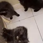 قطط