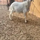 خروف حري