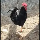 ديك بلدي ترثة لون اسود صك