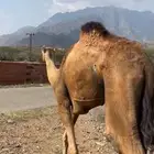 بكره وفاطر للبيع