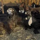 معزا عوارض